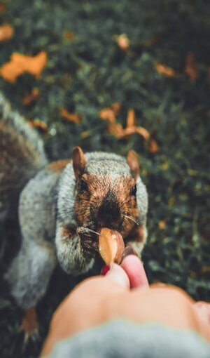 squirrel3